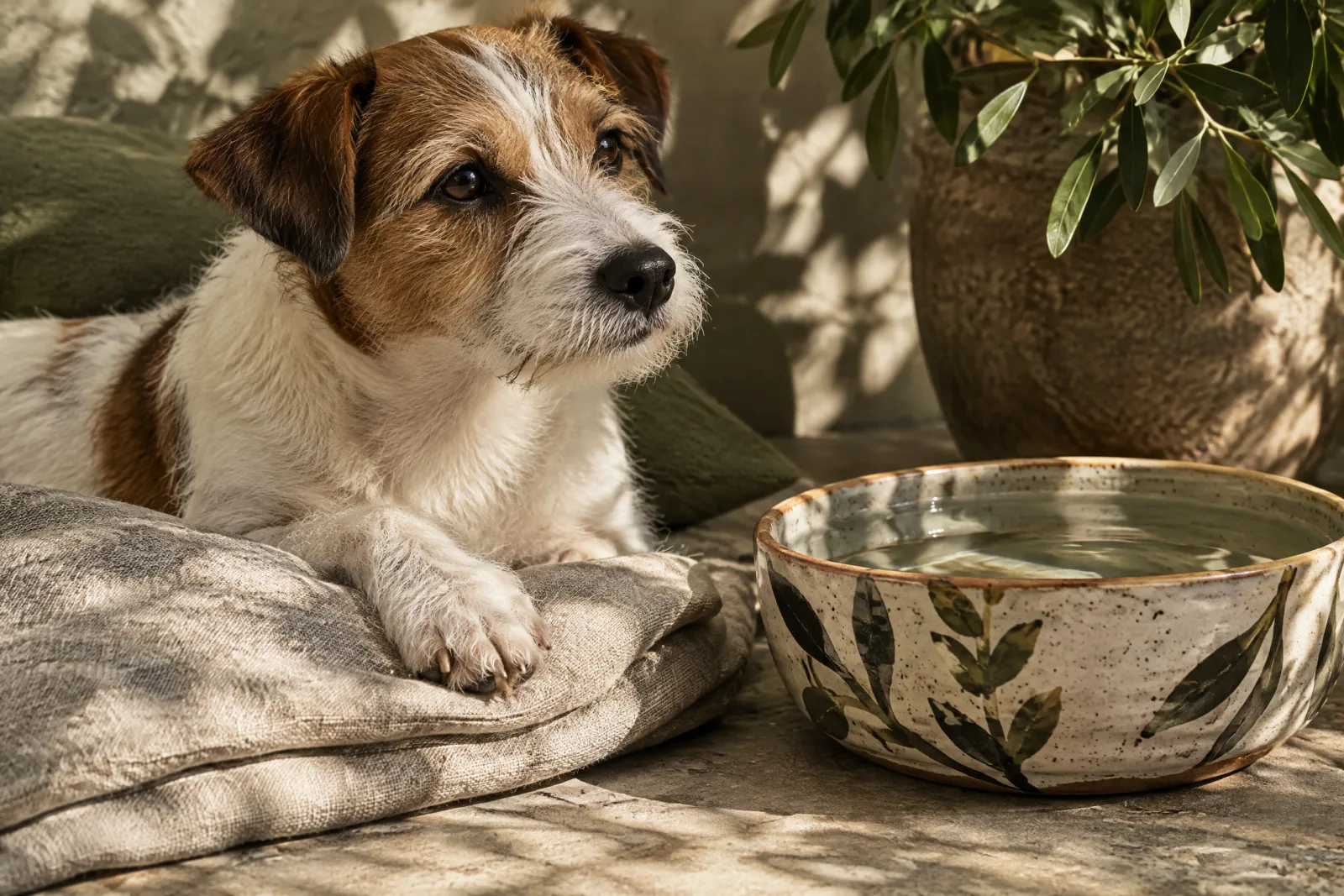 A relaxed dog resting comfortably indoors