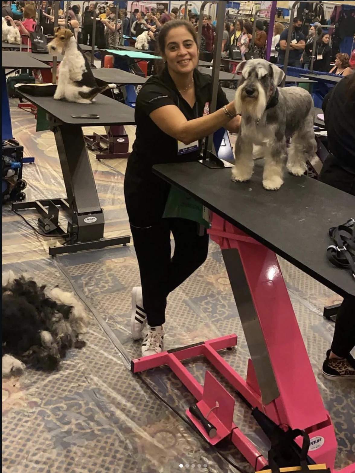 Laura Torrente presenting a groomed schnauzer at a professional grooming event